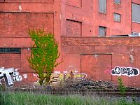 ivy.graffite.detroit.jpg